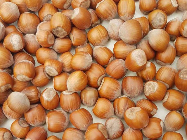 TONDA GENTILE ROMANA