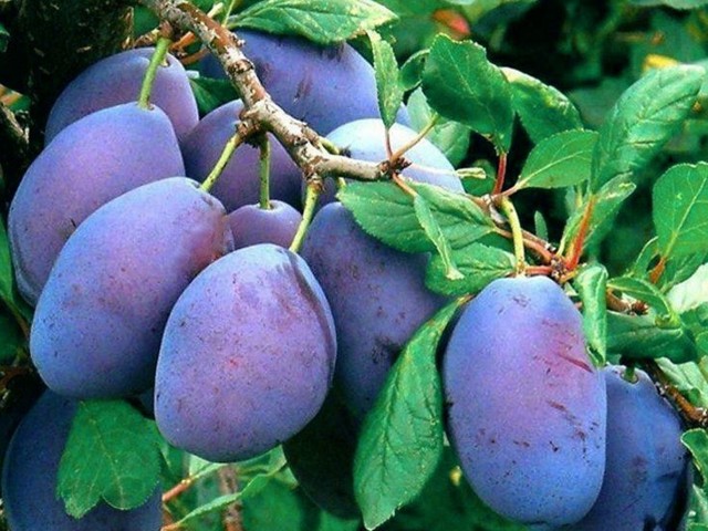 Stenlej