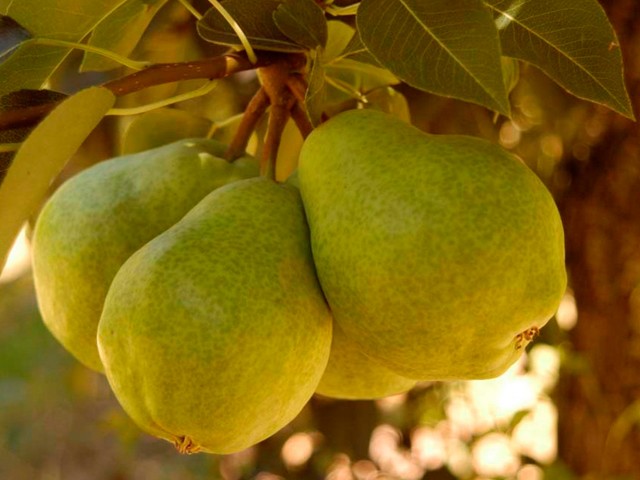 PAKHAMS TRIJUMF