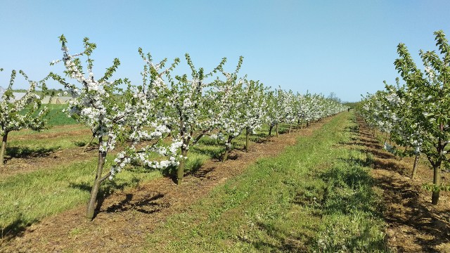 Plantažni zasad trešnje na podlozi „Gizela 6“